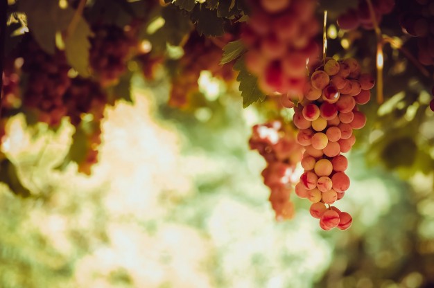 Bierzo grapes give rise to some of the best red wines in Spain