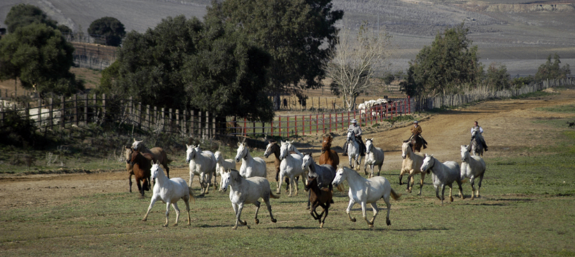 Caballos y jinetes en su hábitat natural, en Andalucía